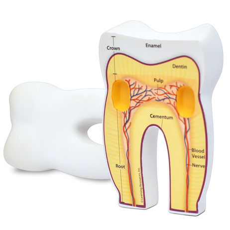 HUMAN TOOTH MODEL.. SOFT FOAM CROSS-SECTION TOOTH