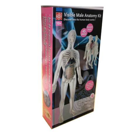 HUMAN VISIBLE MALE ANATOMY KIT HEIGHT:56CM 45PIECES