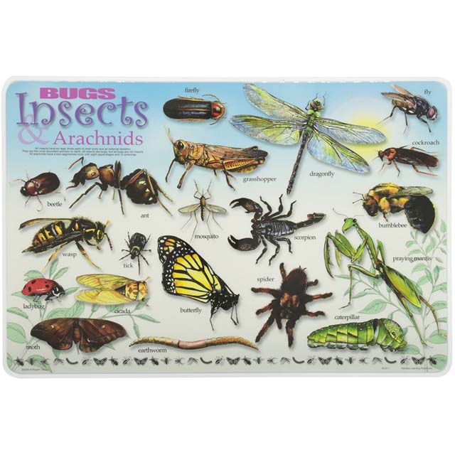 PLACEMAT BUGS INSECTS & ARACHNIDS