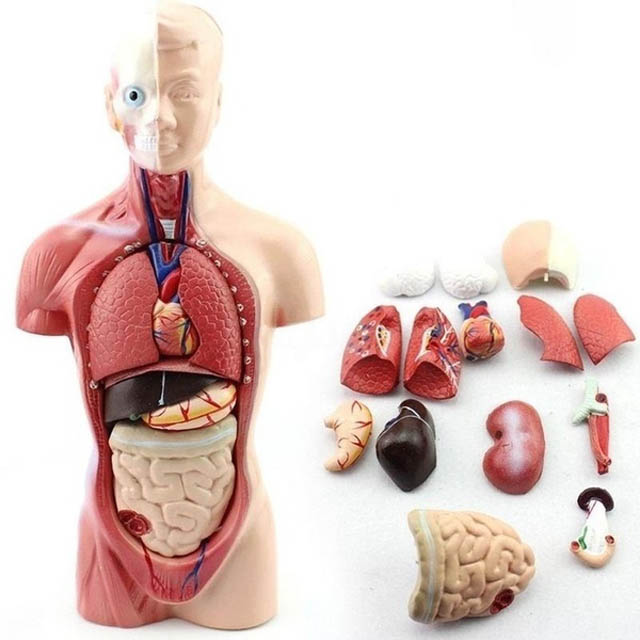 HUMAN TORSO MODEL-50CM HEIGHT WITH 11 DISSECTIBLE PARTS