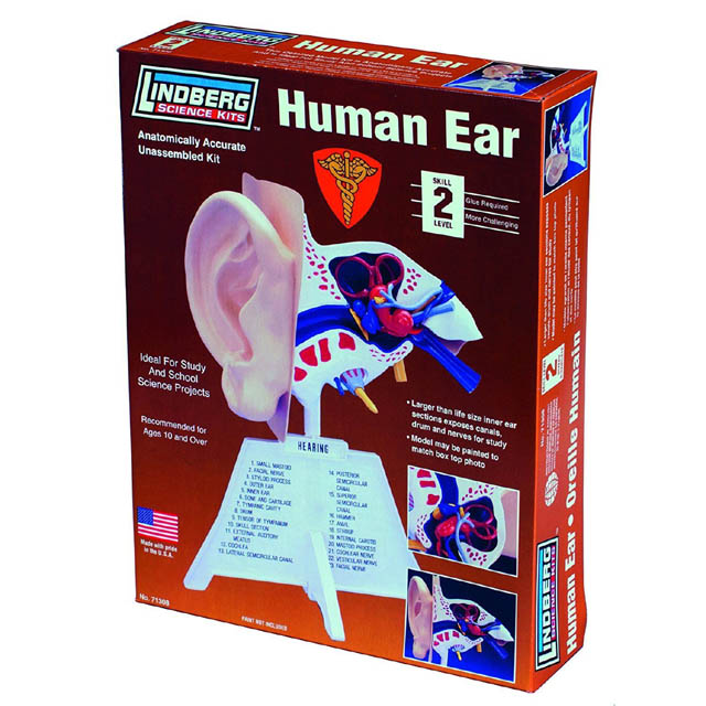 HUMAN EAR ANATOMY MODEL KIT LINDBERG UNASSEMBLED