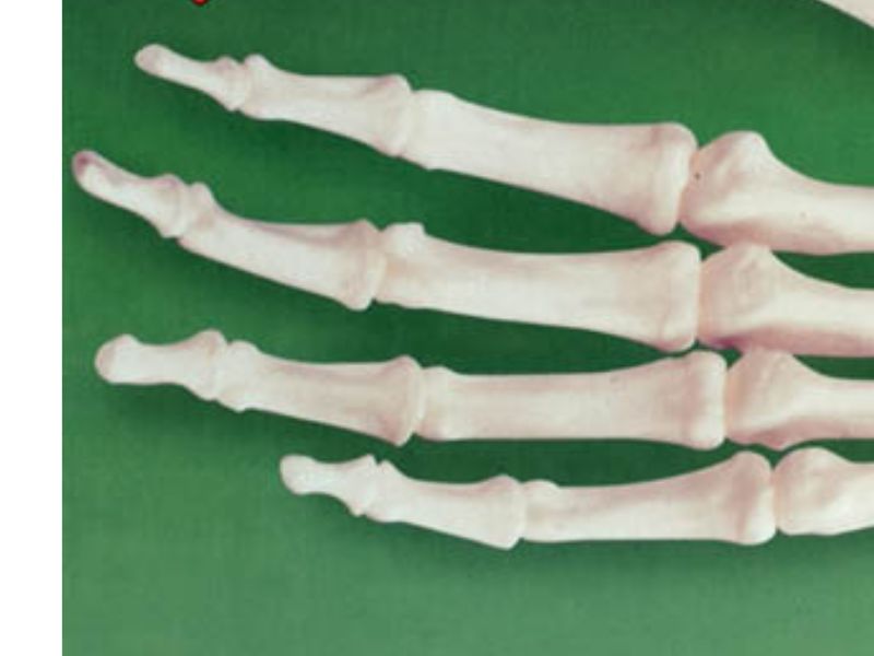 ANATOMY 2736