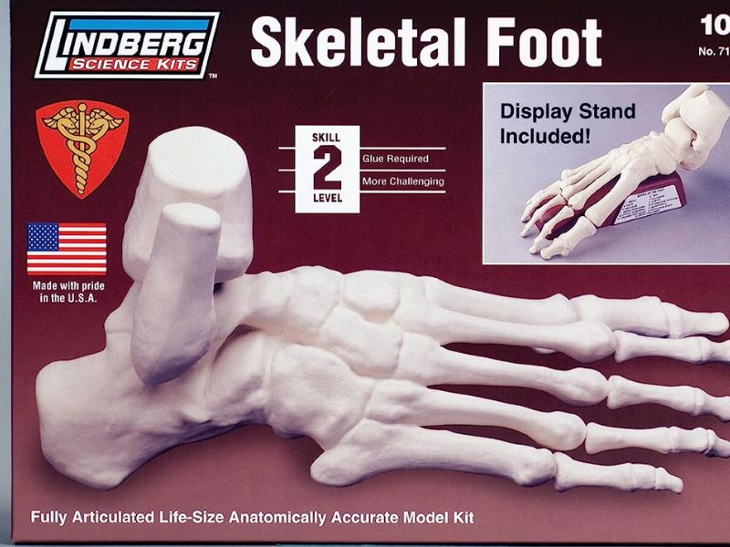 ANATOMY 2747