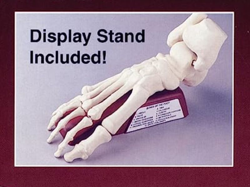 ANATOMY 2748