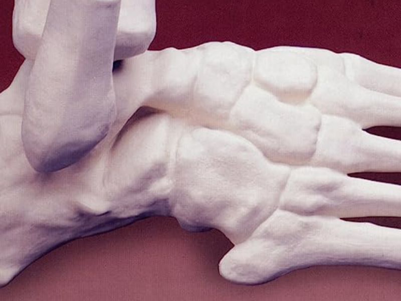 ANATOMY 2749