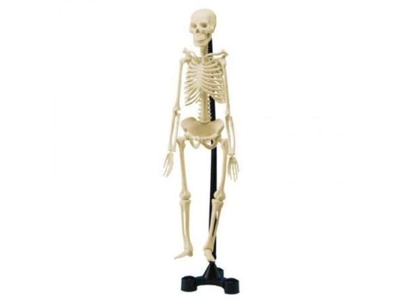 ANATOMY 2757