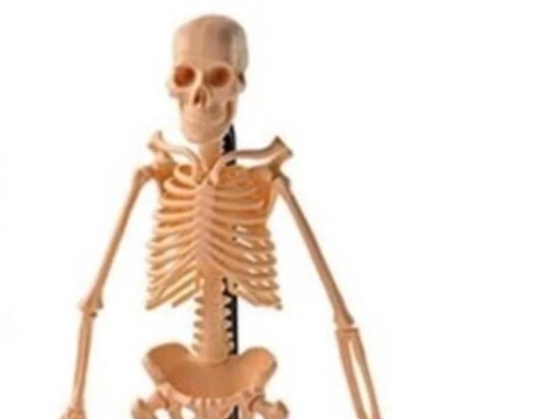 ANATOMY 2758