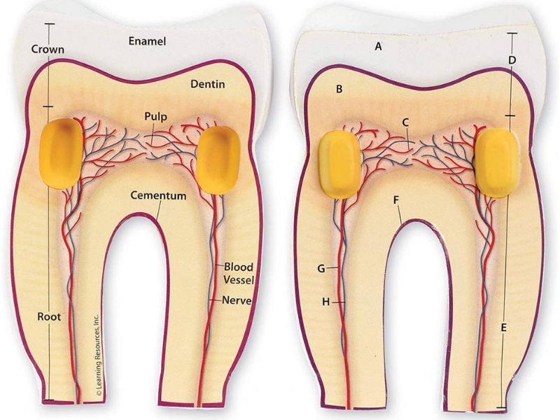 ANATOMY 2778