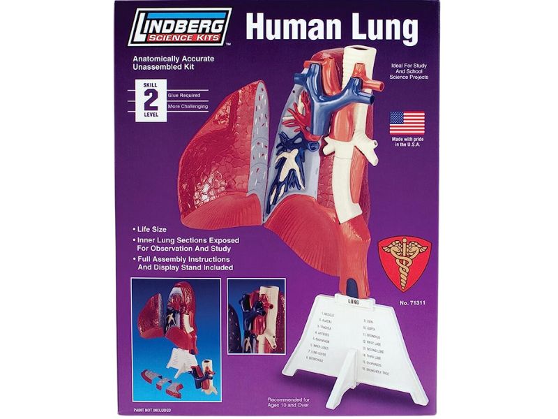 ANATOMY 2789