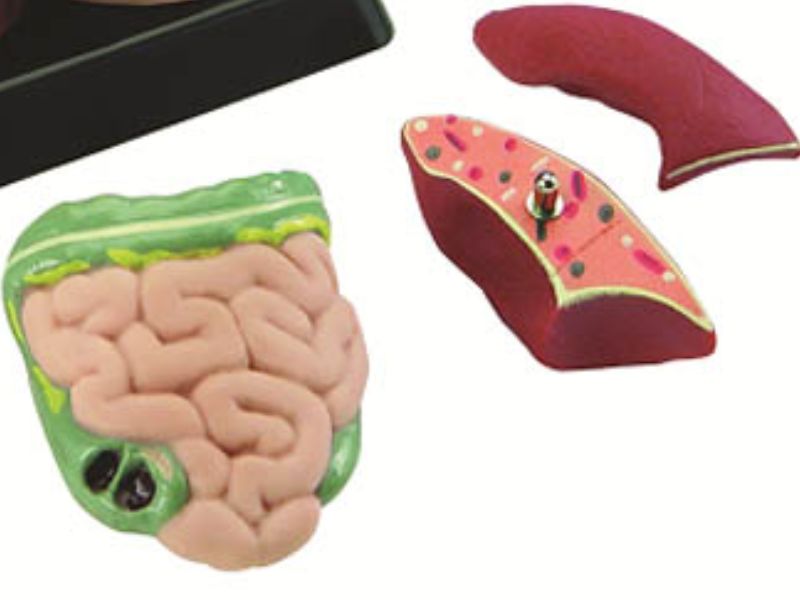 ANATOMY 2796