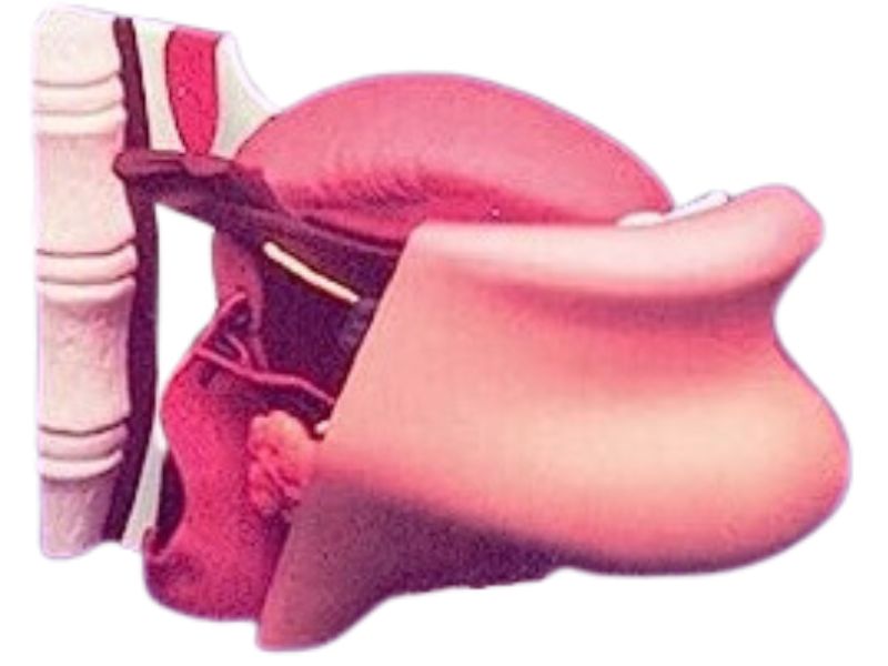 ANATOMY 2799