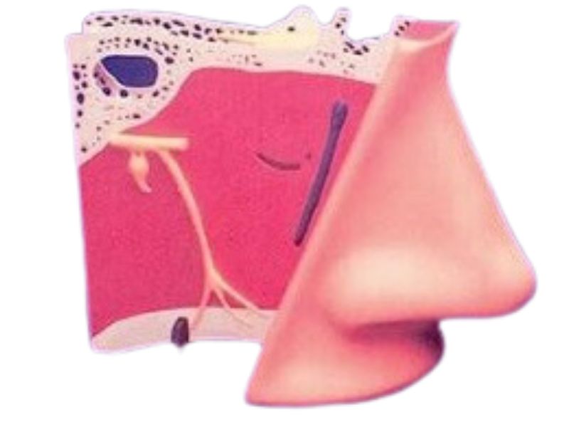 ANATOMY 2801