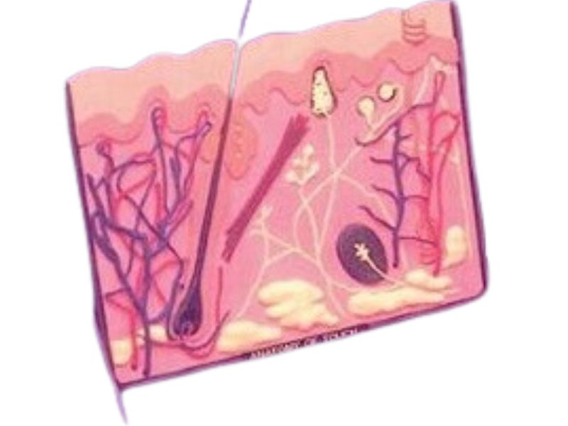 ANATOMY 2802