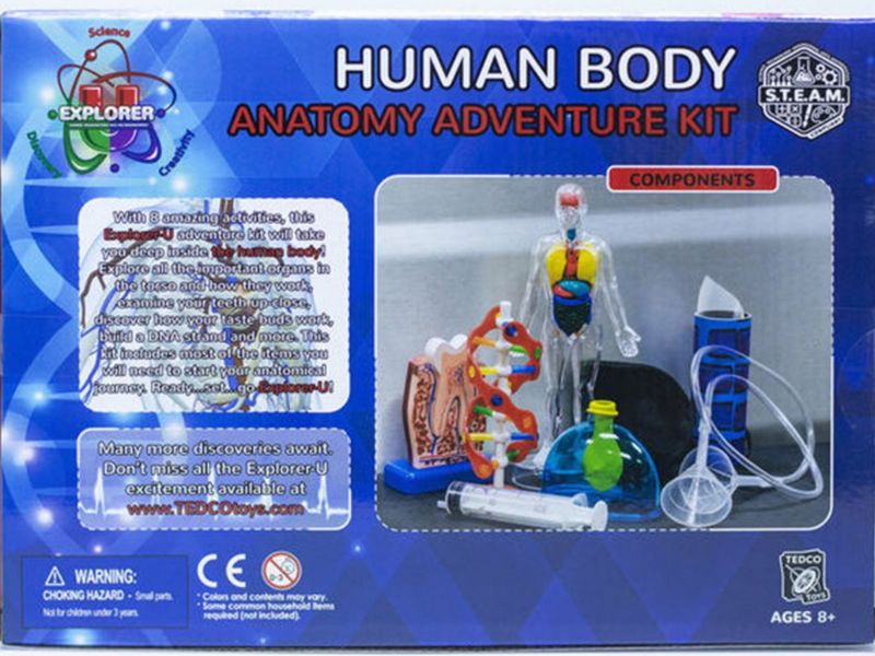 ANATOMY 2807
