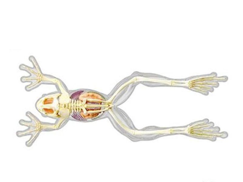 ANATOMY 2810