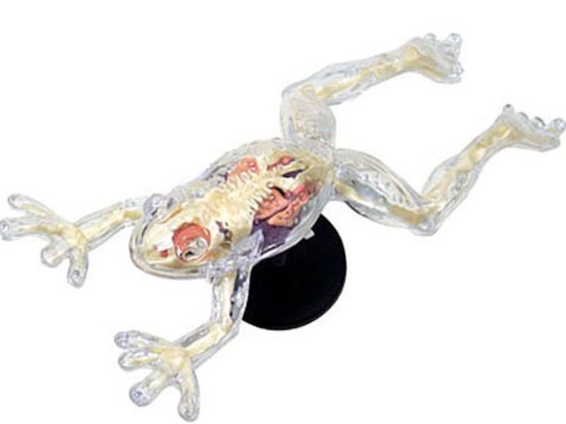 ANATOMY 2811