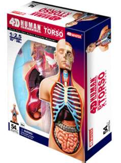 HUMAN TORSO ANATOMY MODEL 54PARTS W/STAND & ASSEMBLY GUIDE Stock Number: 3535-MS1A $129.95