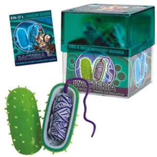 BACTERIA-CELL AND MICROBIOLOGY MODEL