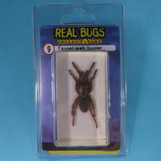 REAL BUGS-FUNNEL WEB SPIDER SKU:240428