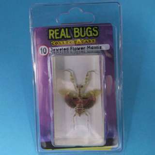 REAL BUGS-JEWELED FLOWER MANTIS