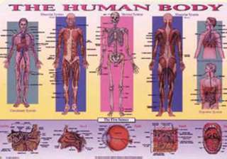 PLACEMAT THE HUMAN BODY