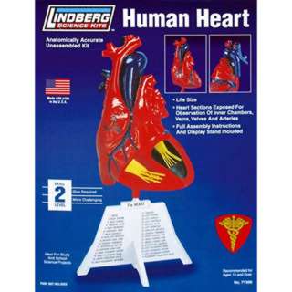 HUMAN HEART ANATOMY MODEL KIT LINDBERG UNASSEMBLED LIFE SIZESKU:248994