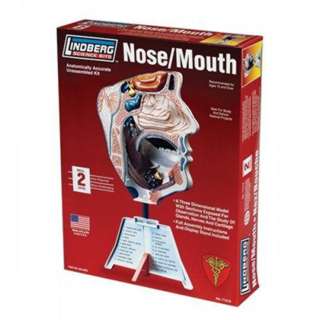HUMAN NOSE/MOUTH ANATOMY MODEL