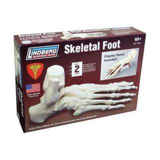 HUMAN SKELETAL FOOT MODEL KIT